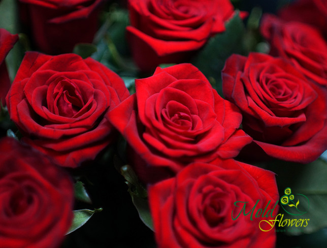 Trandafir olandez roșu 60-70 cm (la comanda, 1 zi) foto